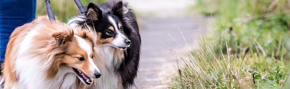 Подвійний повідець для собак Sweetie, без сплутування, подвійний повідець для вигулу, 291 г (банджі-спліттер)