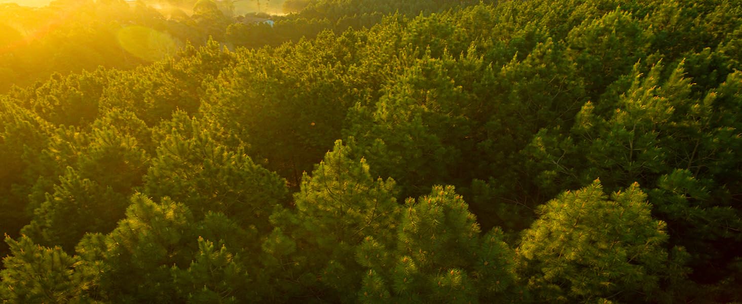 Функціональне ліжко - Дитяче ліжко - Односпальне ліжко з місцем для зберігання - Ліжко з висувними ящиками - 2 лежачі поверхні 90х200см - масив сосни - в т.ч. рейкова основа - лакована - Lena 90x200см (натуральна, 90x200 см)