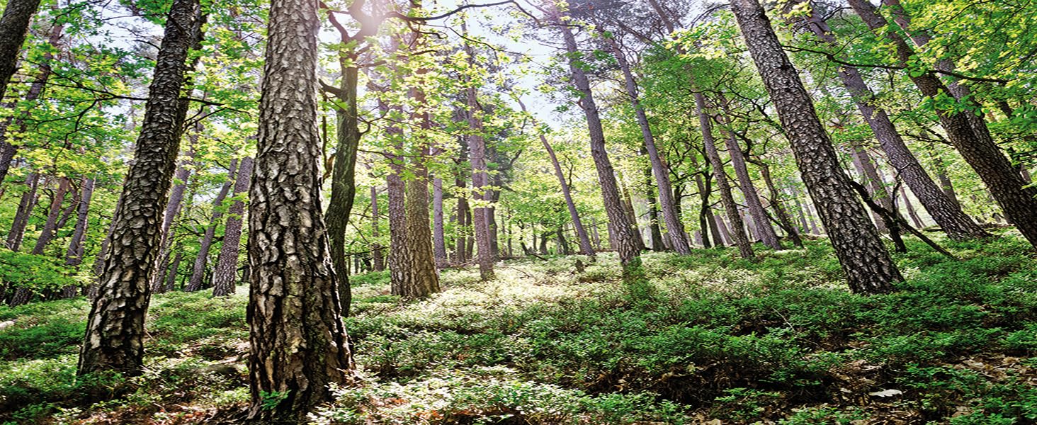 Функціональне ліжко - Дитяче ліжко - Односпальне ліжко з місцем для зберігання - Ліжко з висувними ящиками - 2 лежачі поверхні 90х200см - масив сосни - в т.ч. рейкова основа - лакована - Lena 90x200см (натуральна, 90x200 см)