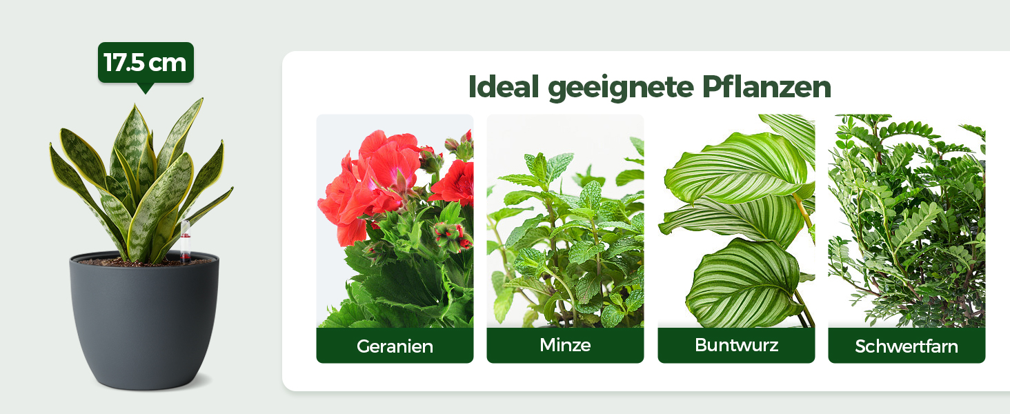 Автоматичний горщик для квітів з індикатором рівня води, 2 шт. - ідеально для зайнятих людей та початківців, підходить для монстери та розмарину (сірий, 17,5 см)