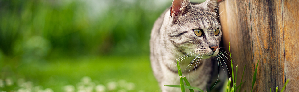 Котяче дерево Relaxdays, дерево для скелелазіння з котячою печерою, сизалевим жердиною і бітом, плюшевий чохол, висота 56x331 см, сірий