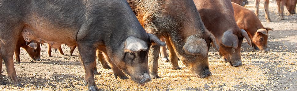 Розбірний тримач для шинки з волоського горіха Jamonprive із протиковзкими ніжками - Jamonero