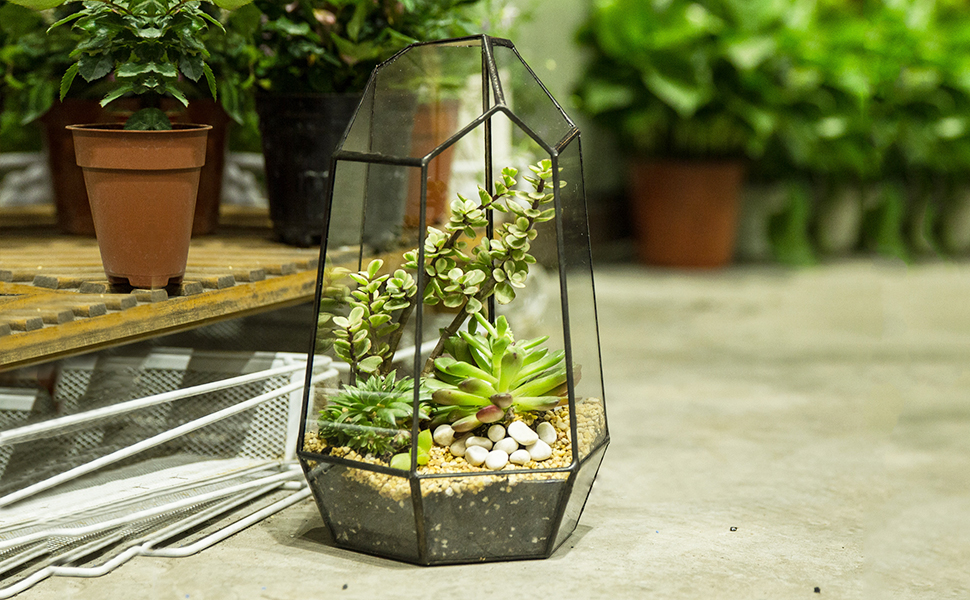 Скляне тераріум NCYP 16,5x16,5x25cm: геометричний дизайн, горщик для сукулентів та папоротей (без рослин)