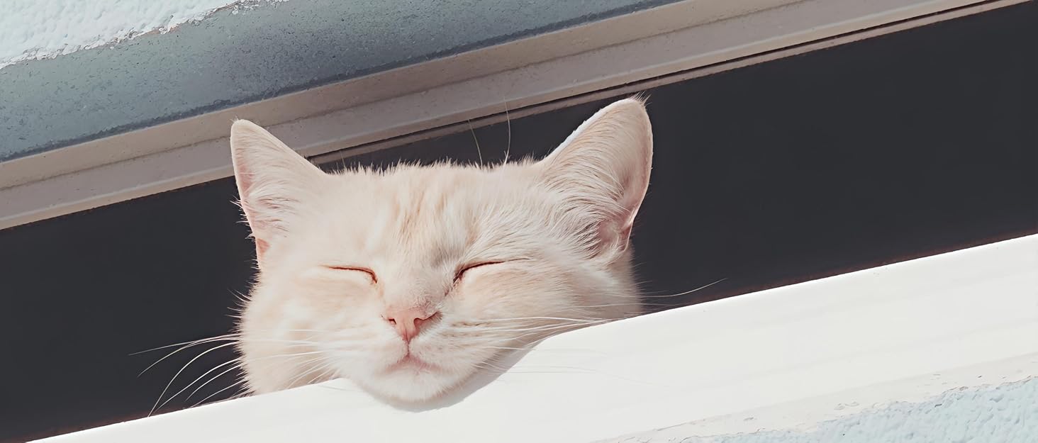 Підставка для тортів CEEFU Rustikaler з акацієвого дерева, 22.9 см, натуральний колір, для весільних тортів та десертів