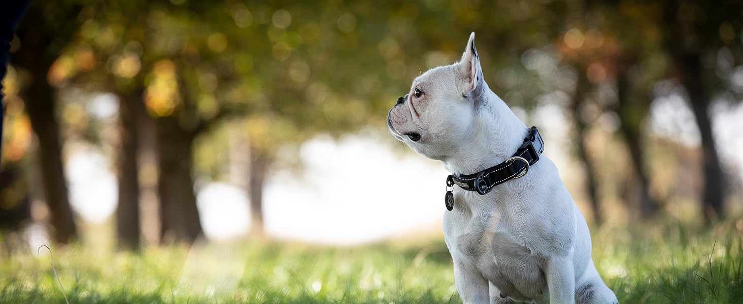 Базовий повідок для собак Jack&Russell