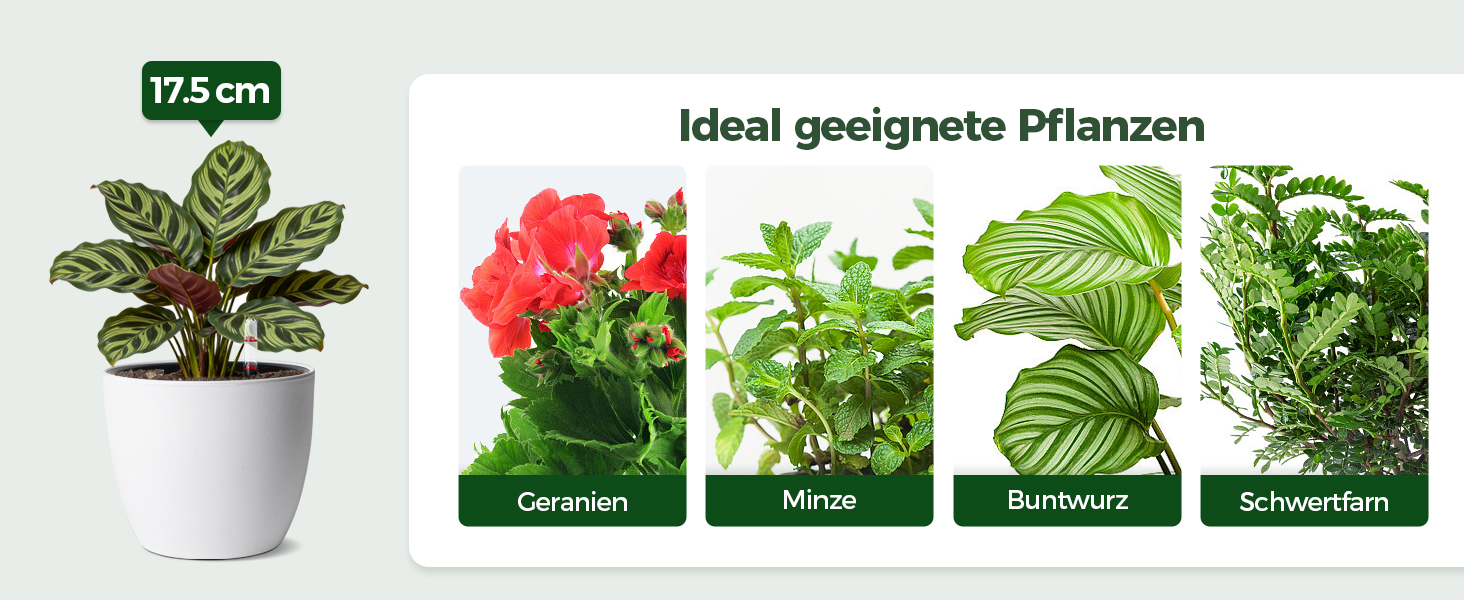 Автоматичний горщик для квітів з індикатором рівня води, 2 шт. - ідеальний вибір для зайнятих людей та початківців, підходить для монстери та розмарину, для дому та саду (білий, 17,5 см)