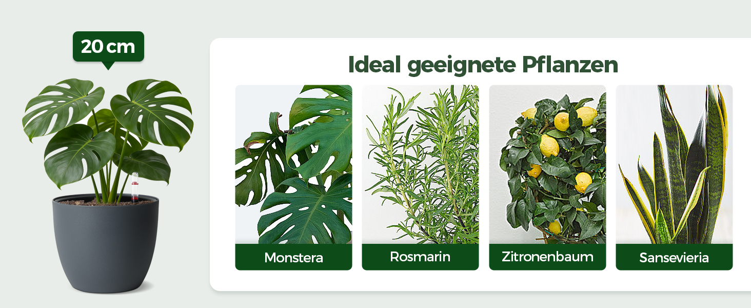 Автополив горщик з індикатором рівня води, 2 шт. - практичний горщик для квітів для зайнятих початківців та садівників, підходить для монстери/розмарину, для дому та саду (сірий, 20 см)