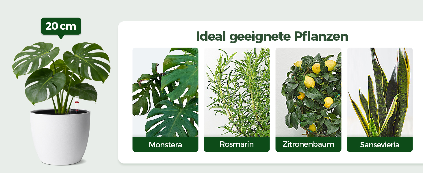Автоматичні горщики для квітів T4U з індикатором води, 2 шт., 20 см, білий. Підходять для монстери та розмарину, для дому та саду